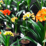 Comm-Event-2026-Clivia-Show