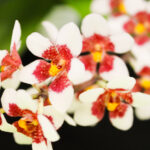 Comm-Event-2026-Native-Orchid-Society-of-Toowoomba