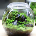 Comm-Event-2026-Sip-and-Plant-Terraium-Workshops