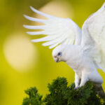 Comm-Event-2026-Toowoomba-Birding-Festival-20261-Little-Corrella-photo-by-Mitchell-Roberts-