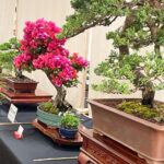 Comm-Event-2026-Toowoomba-Bonsai-Group-Inc