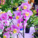 Comm-Event-2026-Toowoomba-Orchid-Society-Inc-Spring-Show