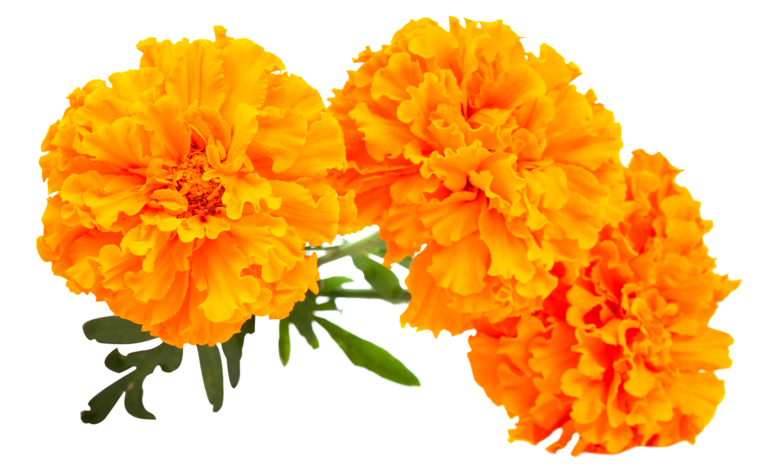 Marigold1