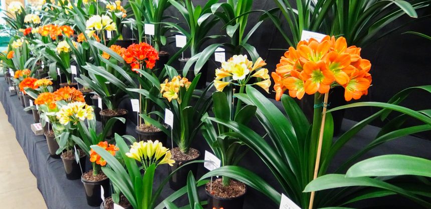 Comm-Event-2026-Clivia-Show