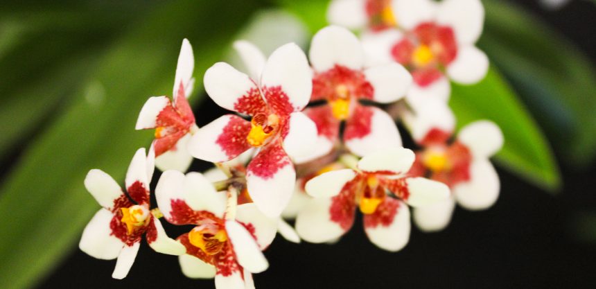 Comm-Event-2026-Native-Orchid-Society-of-Toowoomba
