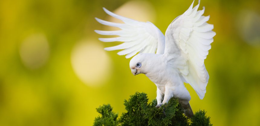 Comm-Event-2026-Toowoomba-Birding-Festival-20261-Little-Corrella-photo-by-Mitchell-Roberts-