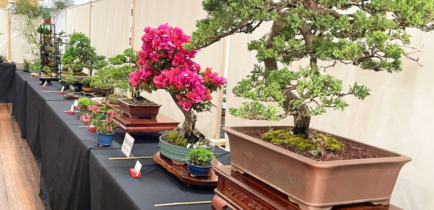 Comm-Event-2026-Toowoomba-Bonsai-Group-Inc