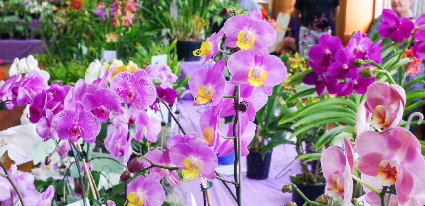 Comm-Event-2026-Toowoomba-Orchid-Society-Inc-Spring-Show