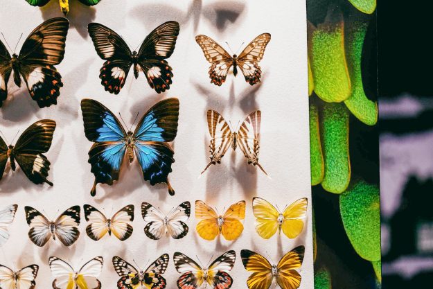 Insect-Agency