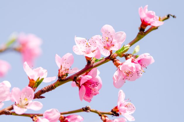 beautiful peach blossom