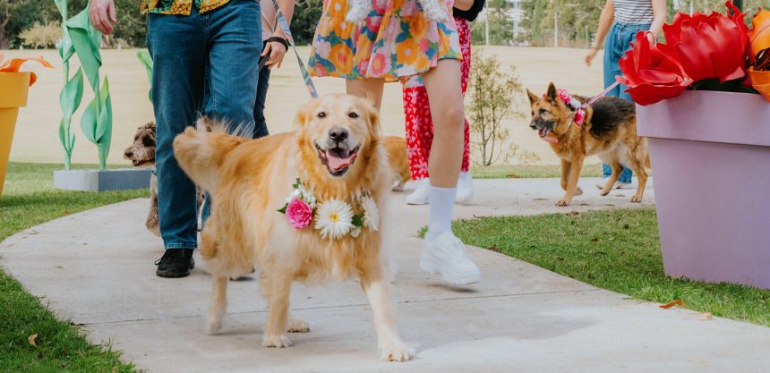 TCOF_WebsiteBanners_PawParade-2