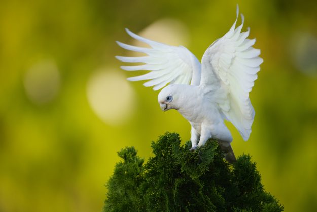 Toowoomba-Birding-Festival-Little-Corella-Photography-by-Mitchell-Roberts-1