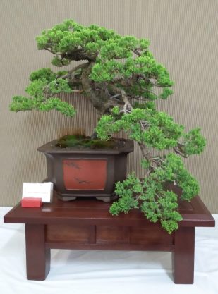 Toowoomba-Bonsai-Group-Inc-Annual-Show-3-scaled-1