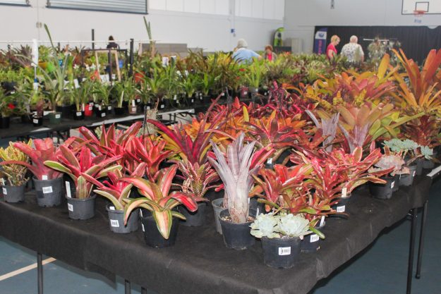 Toowoomba-Bromeliad-and-Succulent-Society-Inc-Spring-Sale-and-Showcase-2-8