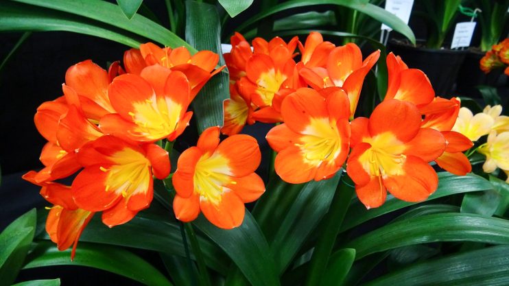 Toowoomba-Clivia-Society-Inc.-Annual-Show-11