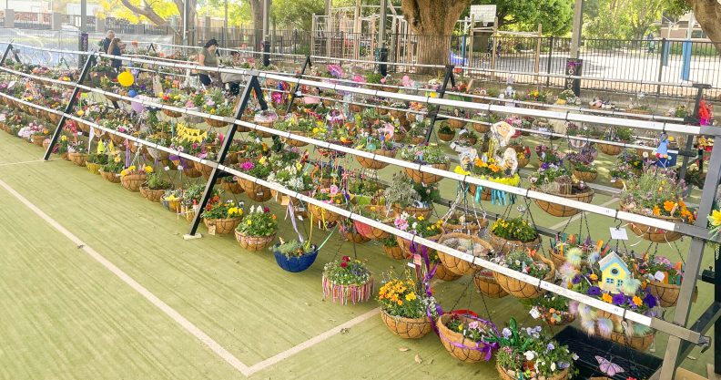 Toowoomba-East-State-School-Hanging-Basket-Competition-3-8