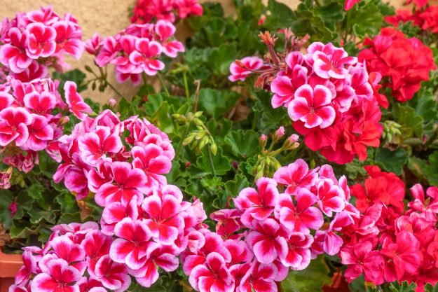 Pink and red geranium with many beautiful flowers. beautiful flo