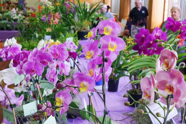 Toowoomba-Orchid-Society-Inc-Spring-Show